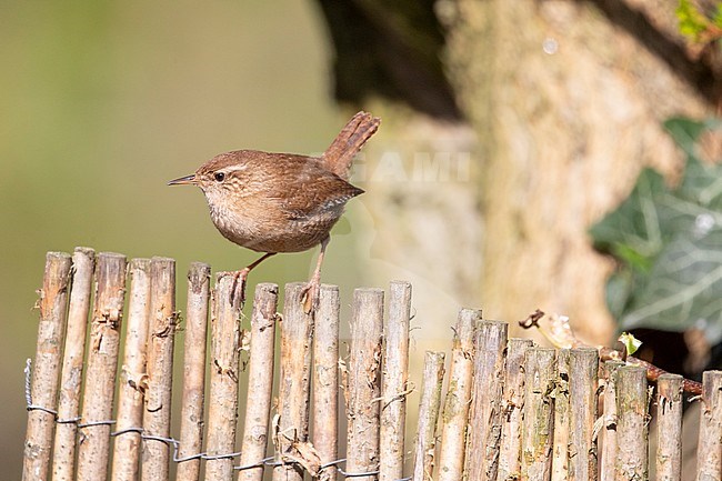 Winter Wren (Troglodytes troglodytes) perched in the backyard stock-image by Agami/Arnold Meijer,