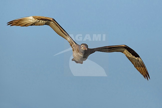 Jan-van-Gent; Northern Gannet; Sula bassana; Morus bassanus stock-image by Agami/Daniele Occhiato,