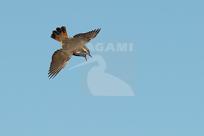 Adult male Red-spotted Bluethroat (Luscinia svecica svecica) performing song flight against blue sky as background stock-image by Agami/Kari Eischer,