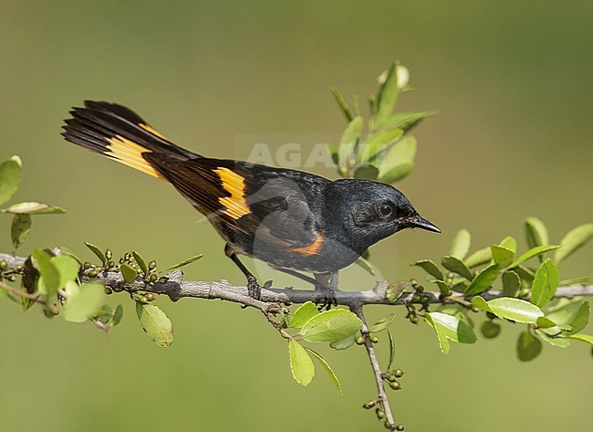 Mannetje Amerikaanse Roodstaart, Male American Redstart stock-image by Agami/Brian E Small,