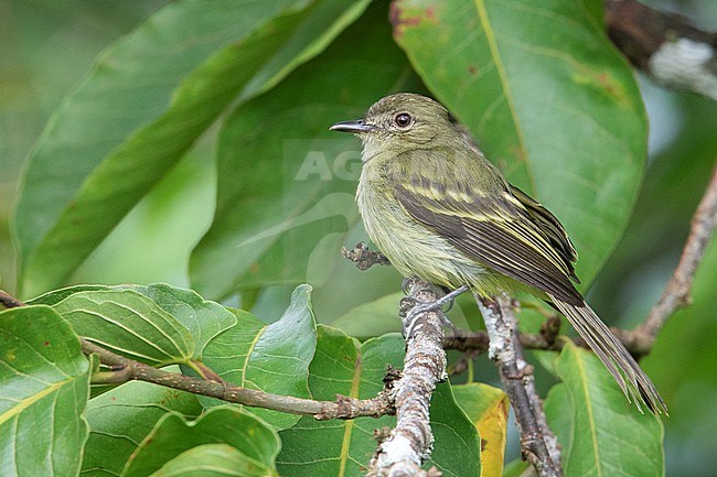 Yellow-crowned Elaenia (Myiopagis flavivertex) at Puerto Nariño, Amazonas, Colombia. stock-image by Agami/Tom Friedel,