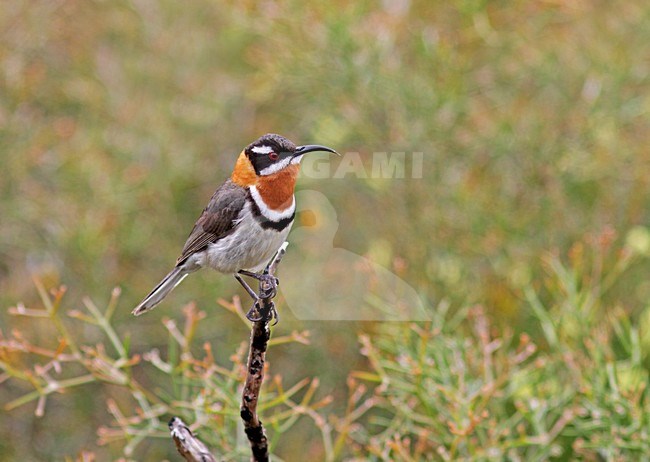 Roesthalshoningvogel, Western Spinebill, Acanthorhynchus superciliosus stock-image by Agami/Pete Morris,