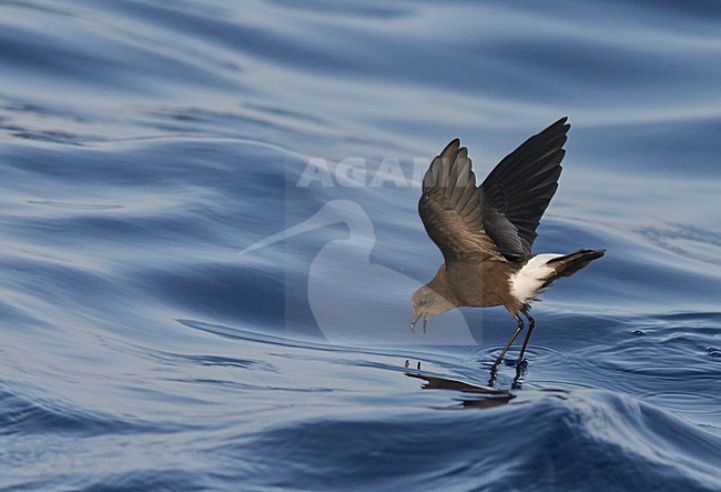 Foeragerend Wilsons stormvogeltje, Foraging Wilson's Storm Petrel stock-image by Agami/Markus Varesvuo,