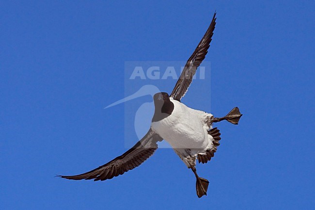 Zeekoet, Common Murre, Uria aalge stock-image by Agami/Jari Peltomäki,