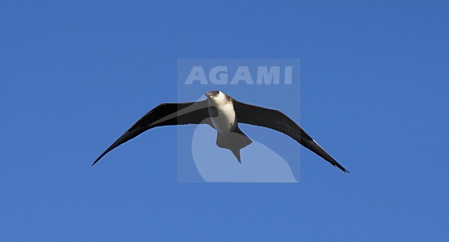 Kleine Jager, Parasitic Jaeger, Stercorarius parasiticus stock-image by Agami/Hugh Harrop,