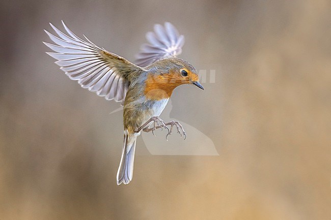 European Robin, Erithacus rubecula, in Italy. stock-image by Agami/Daniele Occhiato,