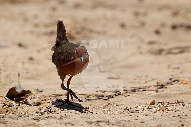 Ruddy-breasted Crake (Zapornia fusca) walking on ground at Laem Pak Bia, Thailand stock-image by Agami/Helge Sorensen,