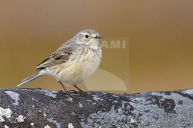 Adult American Buff-bellied Pipit (Anthus rubescens rubescens) perched on a rock in the arctic tundra of  
Churchill, Manitoba, Canada. stock-image by Agami/Brian E Small,