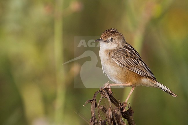 Zitting Cisticola - Zistensänger - Cisticola juncidis ssp. cisticola, Morocco stock-image by Agami/Ralph Martin,