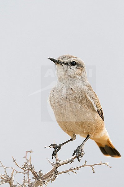 Persian Wheatear (Oenanthe chrysopygia) Oman, adult stock-image by Agami/Ralph Martin,