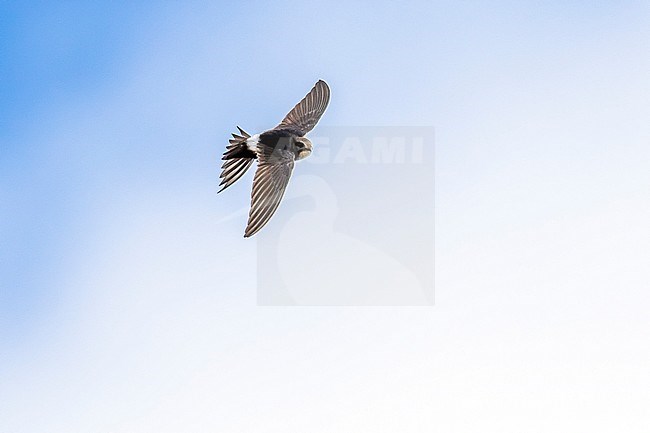 White-rumped Swift flying in Portugal, August 2012. stock-image by Agami/Vincent Legrand,