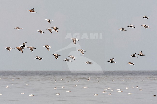 Groep vogels vliegend boven Waddenzee; Bird flock flying over Wadden Sea stock-image by Agami/Marc Guyt,