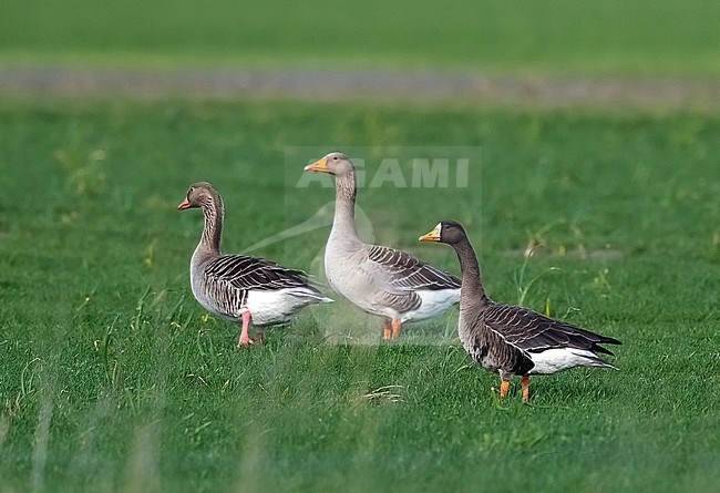 Adult Greenland Greater White-fronted Goose (Anser albifrons flavirostris) walking among Greylag Goose in Nieuw-Namen, Zeeland, the Netherlands. stock-image by Agami/Vincent Legrand,