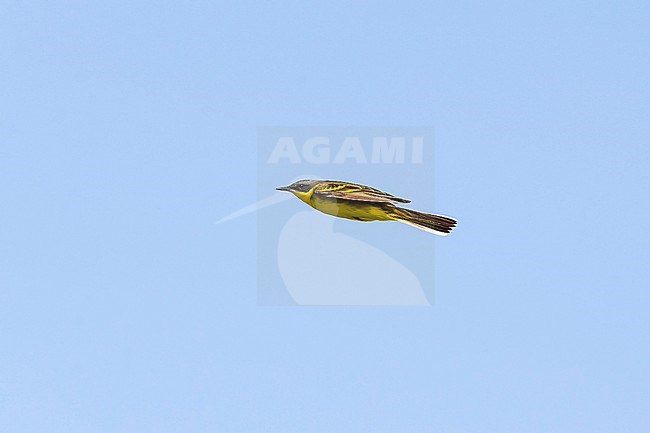 Adult male Eastern Yellow Wagtail (Motacilla tschutschensis macronyx) in Mongolia. stock-image by Agami/Mathias Putze,