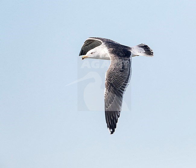 Subadult Greater Black-backed Gull (Larus marinus) in flight at IJmuiden, Netherlands. Showing upper wing pattern. stock-image by Agami/Marc Guyt,