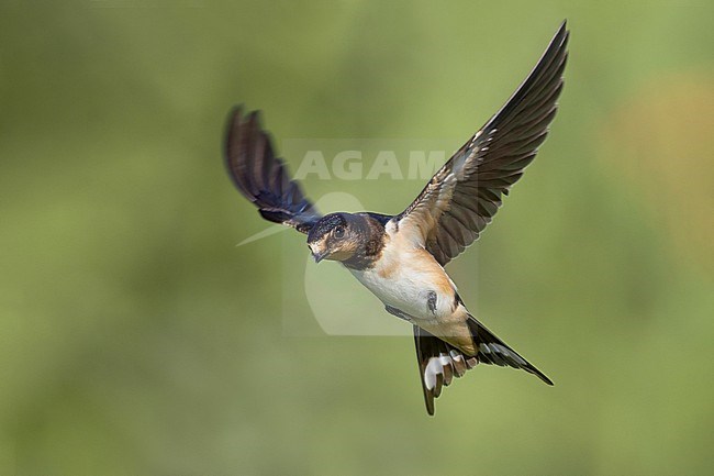 Barn Swallow (Hirundo rustica) in Italy. stock-image by Agami/Daniele Occhiato,