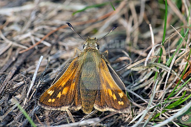 Kommavlinder / Silver-spotted Skipper (Hesperia comma) stock-image by Agami/Wil Leurs,