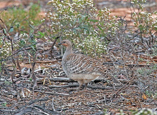 Thermometervogel in zuid Australie; Malleefowl (Leipoa ocellata) in Southern Australia stock-image by Agami/Pete Morris,