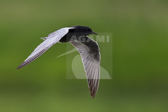 Adulte Witvleugelstern in vlucht; White-winged Tern adult in flight stock-image by Agami/Daniele Occhiato,