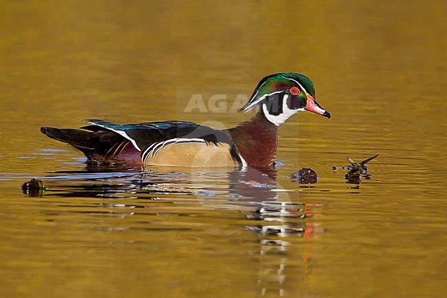 Wood Duck (Aix sponsa) swimming on a golden pond in Victoria, BC, Canada. stock-image by Agami/Glenn Bartley,