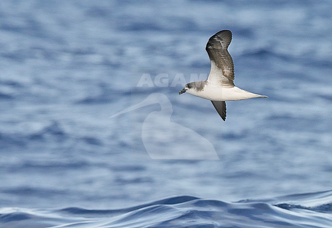 Desertas Petrel (Pterodroma deserta) Madeira Portugal August 2012 stock-image by Agami/Markus Varesvuo,