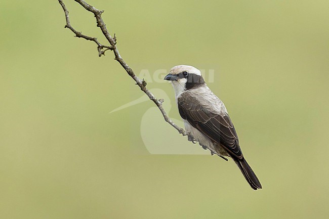 Witkruinklauwier zittend op een takje; Southern white-crowned shrike sitting on a branch stock-image by Agami/Walter Soestbergen,