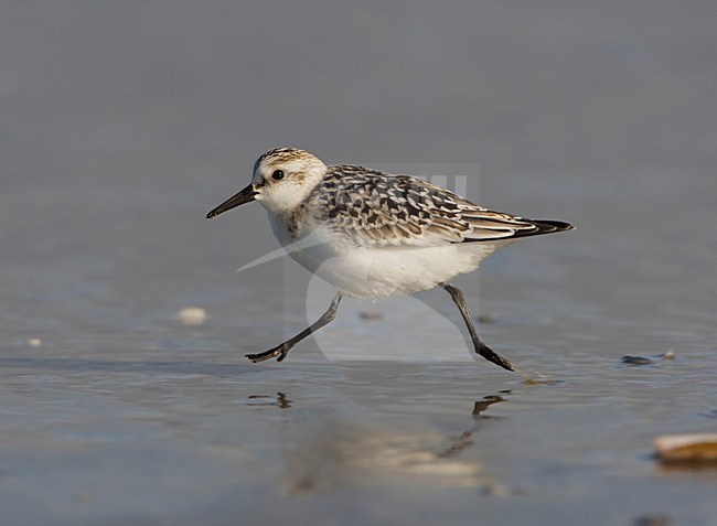 Juvenile Drieteenstrandloper; Juvenile Sanderling stock-image by Agami/Arie Ouwerkerk,