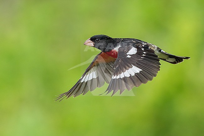 Adult male
Galveston Co., TX
May 2023 stock-image by Agami/Brian E Small,