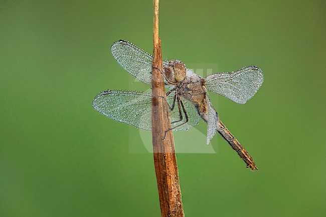 steenrode heidelibel; Vagrant darter; stock-image by Agami/Walter Soestbergen,