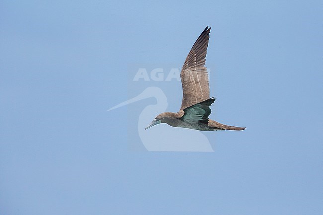 Brown Booby, juvenile, flight, boavista, cape verde (Sula leucogaster) stock-image by Agami/Saverio Gatto,