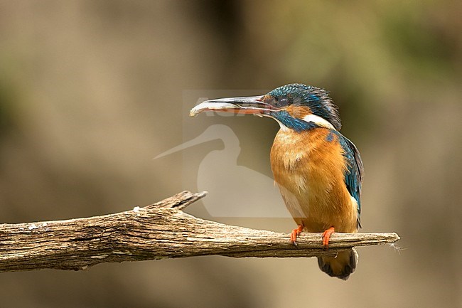 Ijsvogel vrouw met vangst voor jongen; Kingfisher with catch for juvenile stock-image by Agami/Walter Soestbergen,