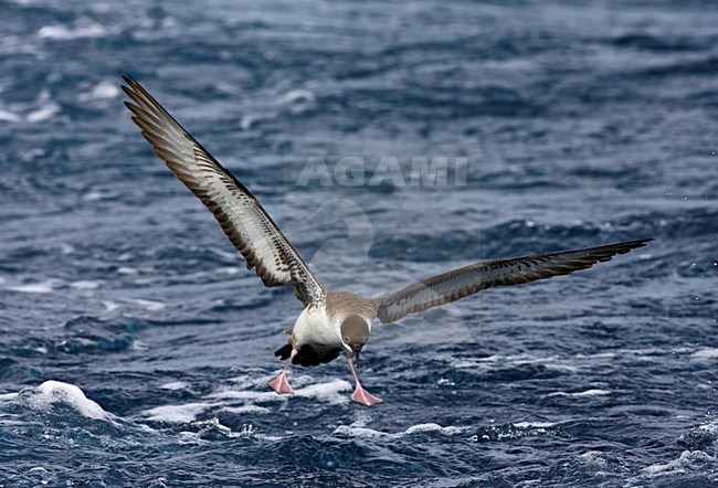 Grote Pijlstormvogel op volle zee; Great Shearwater out at sea stock-image by Agami/Marc Guyt,