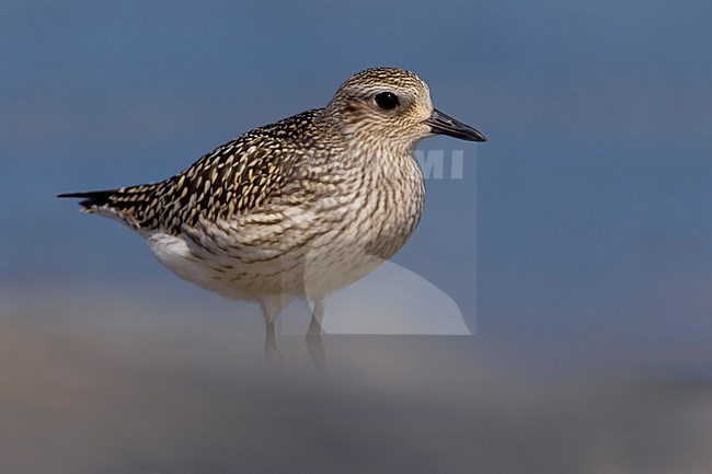 Juveniele Zilverplevier op het strand; Juvenile Grey Plover on the beach stock-image by Agami/Daniele Occhiato,