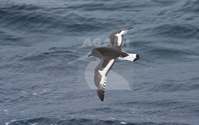 Antarctische Stormvogel vliegend; Antarctic Petrel flying stock-image by Agami/Marc Guyt,