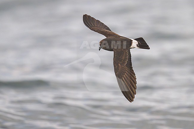 European Storm Petrel (Hydrobates pelagicus) at sea of Finistère, Bretagne, France. stock-image by Agami/Sylvain Reyt,