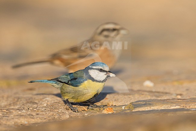 Blue Tit, Pimpelmees, Cyanistes caeruleus ssp. caeruleus, Spain, adult stock-image by Agami/Ralph Martin,