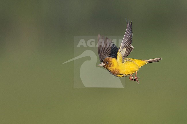 Red-headed Bunting - Braunkopfammer - Emberiza bruniceps, Kyrgyzstan, adult male stock-image by Agami/Ralph Martin,