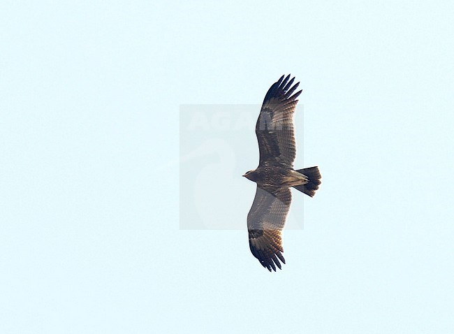 Indian Spotted Eagle (Clanga hastata) in flight, seen from below. stock-image by Agami/Laurens Steijn,