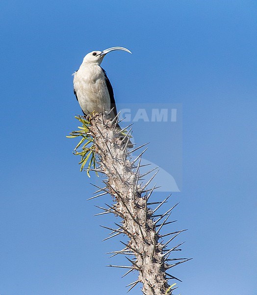 Sickle-billed Vanga (Falculea palliata), one of the largest of the vanga species and endemic to Madagascar stock-image by Agami/Marc Guyt,