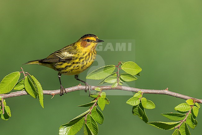 Adult male
Galveston Co., TX
April 2022 stock-image by Agami/Brian E Small,