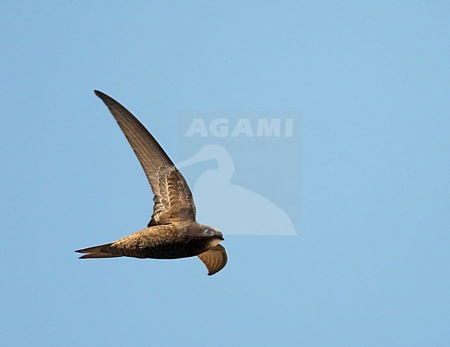 Gierzwaluw vliegend; Common Swift flying stock-image by Agami/Markus Varesvuo,
