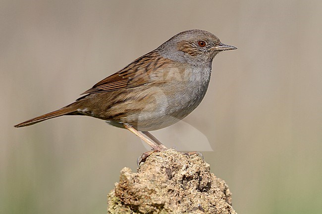 Dunnock, Adult standing on a stone, Campania, Italy (Prunella modularis) stock-image by Agami/Saverio Gatto,