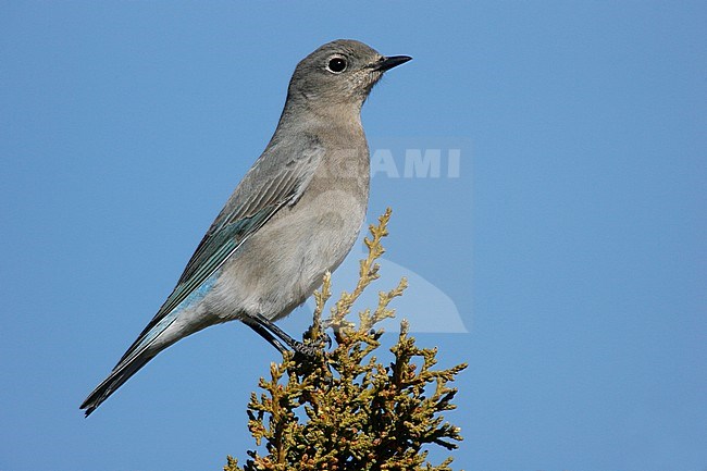 Adult female
Socorro Co., NM
December 2005 stock-image by Agami/Brian E Small,