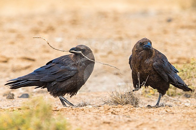 Bruinnekraaf, Brown-necked Raven stock-image by Agami/Daniele Occhiato,