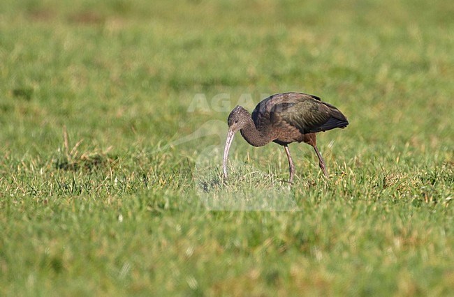 Zwarte Ibis foeragerend in gras; Glossy Ibis foraging in gras stock-image by Agami/Reint Jakob Schut,