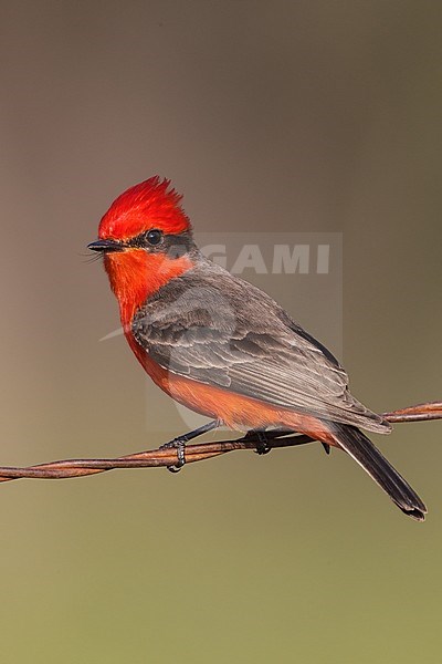 Adult male Vermilion Flycatcher, Pyrocephalus obscurus
Kimble Co., TX stock-image by Agami/Brian E Small,