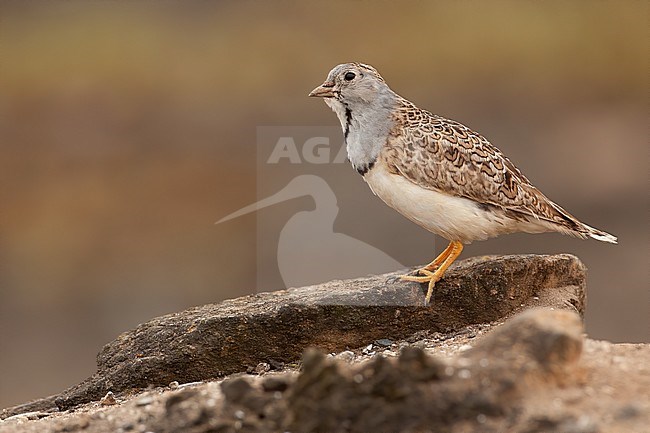 Birds of Peru, a male Least Seedsnipe stock-image by Agami/Dubi Shapiro,