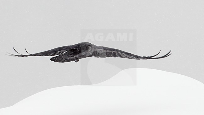Raaf in de sneeuw, Common Raven in snow stock-image by Agami/Markus Varesvuo,