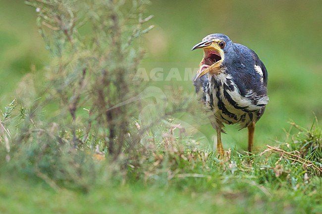 Vagrant Dwarf Bittern (Ixobrychus sturmii) on Fuerteventura, Canary Islands, Spain. A very rare African vagrant to Europe and North Africa. stock-image by Agami/Daniele Occhiato,