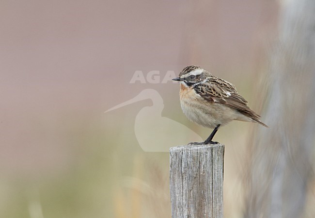 Volwassen mannetje Paapje in zomerkleed; Adult male Winchat in breeding plumage stock-image by Agami/Markus Varesvuo,